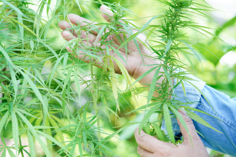 Cannabis, marijuana or marihuana leaf, cbd, thc used as drug, intoxicant, or alternative medicine.