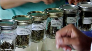 Row of sealed, labeled jars with marijuana in them