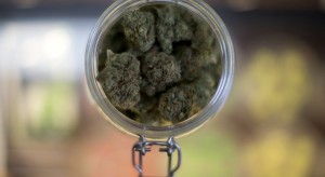 Close up of jar of dried marijuana