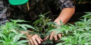 Man in plaid shirt tending marijuana plants