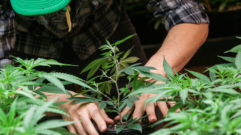Man in plaid shirt tending marijuana plants