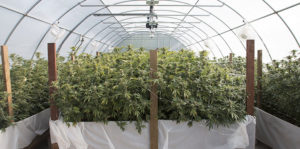 Rows of marijuana plants growing in greenhouse