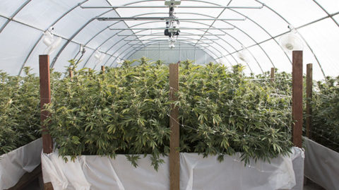 Rows of marijuana plants growing in greenhouse