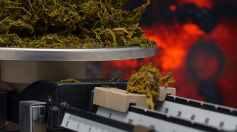 Marijuana being measured on scale