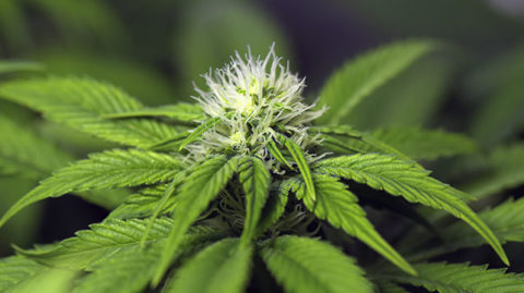 Marijuana plant close up