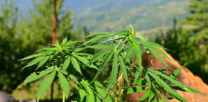 Marijuana leaves outdoors