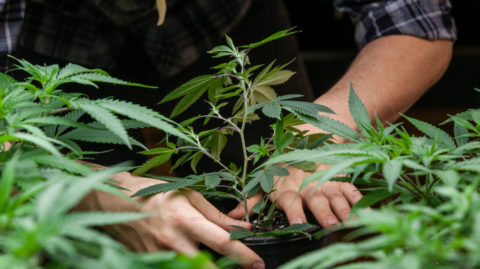 Man in plaid shirt planting marijuana plant