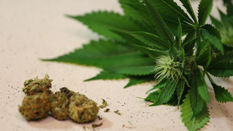 marijuana leaves and buds