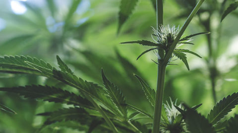 Marijuana plants