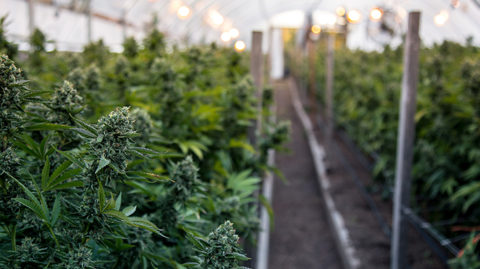 Rows of cannabis being cultivated in greenhouse