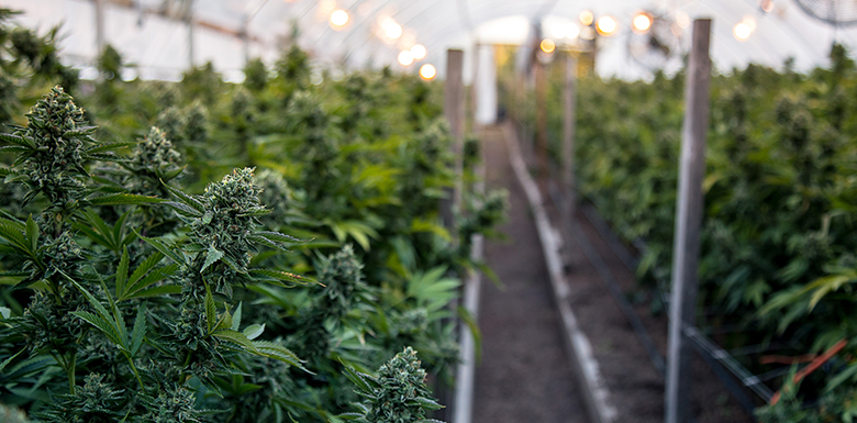 Rows of cannabis being cultivated in greenhouse