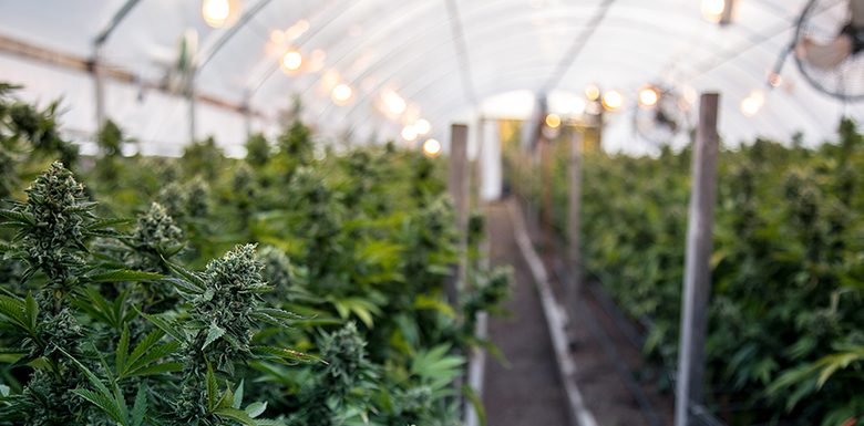 Rows of growing marijuana