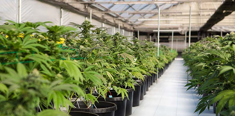 Rows of potted marijuana plants